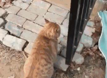 捡到猫咪的胡子,收集猫咪胡须会有好运嘛