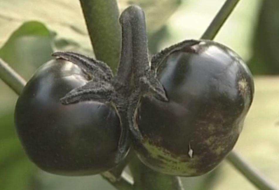 茄子畸形怎么办,茄子弯果多畸形果多的原因是什么