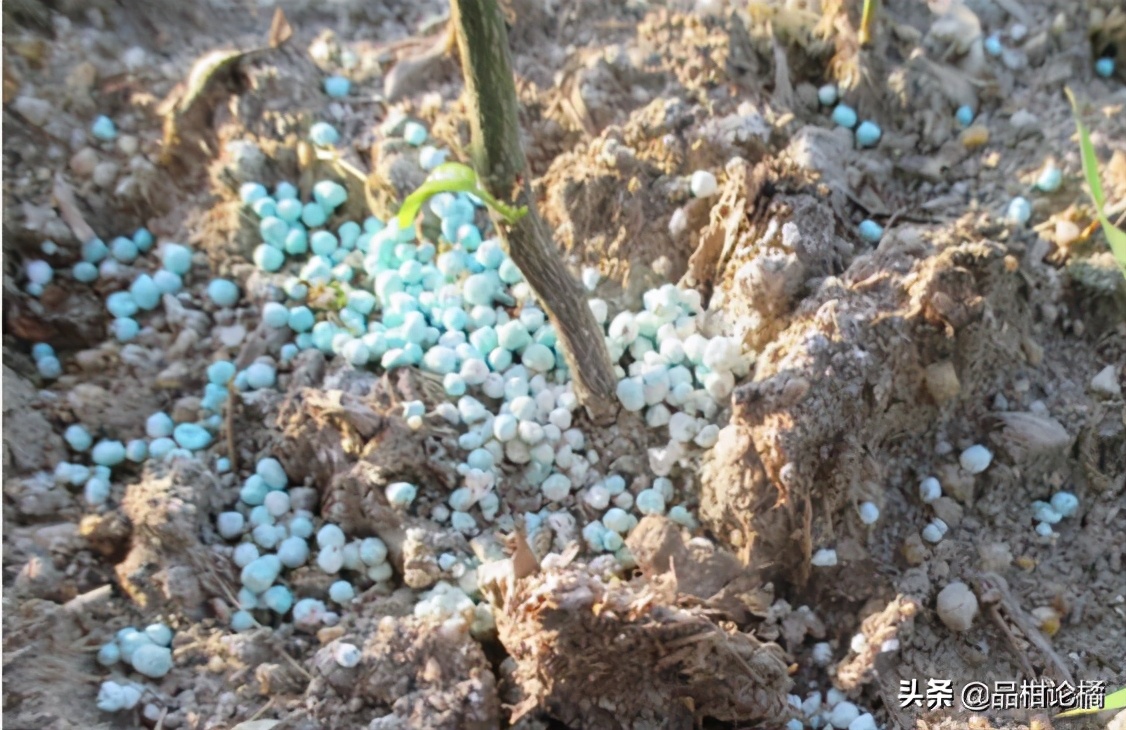 柑橘烂根的补救方法,柑橘烧根会出现什么症状