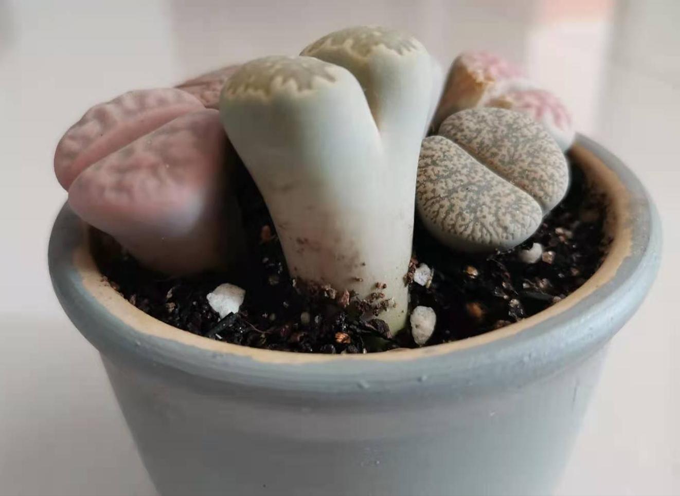 记录我养生石花踩过的坑，总结这八点让你的生石花长得饱满又艳丽