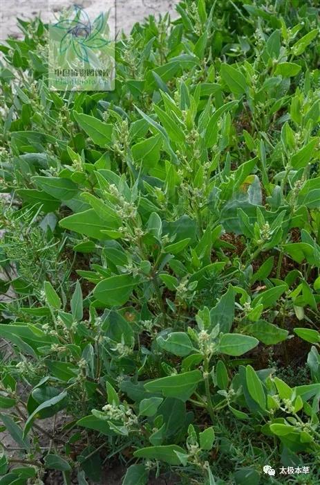 炒米粉治疗腹泻的功效,肉桂配啥中药治拉肚子腹泻