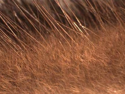 河狸皮毛的优点,河狸皮毛十分名贵