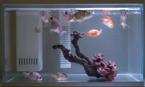 画法几何鱼缸造景,简易鱼缸几何画法