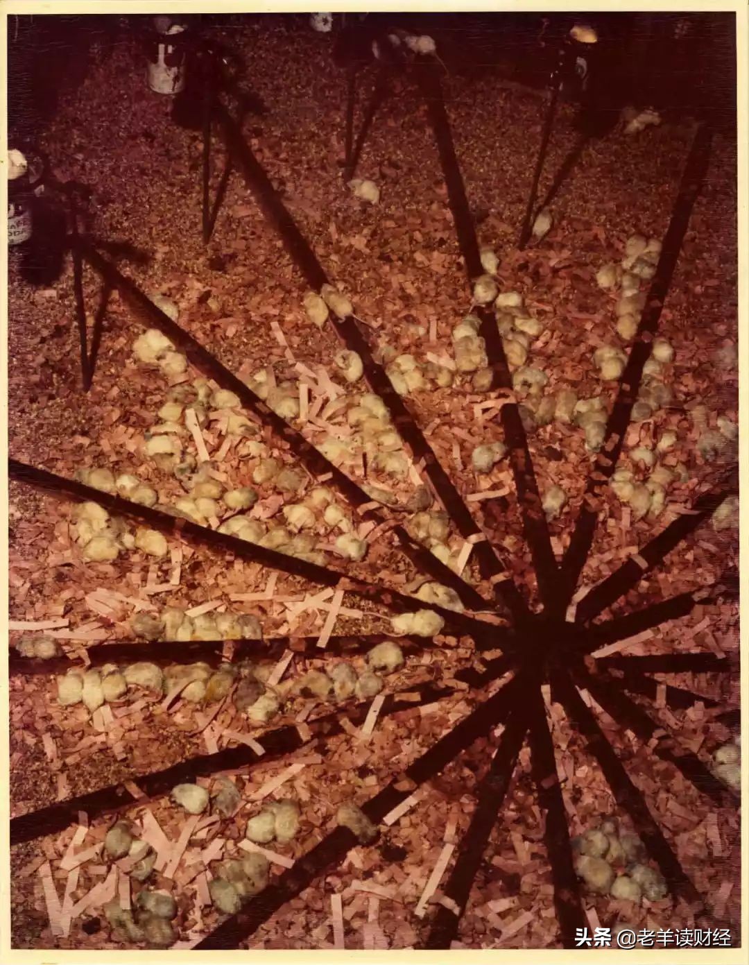 现代老鼠乌托邦25号实验,老鼠乌托邦实验说明了什么