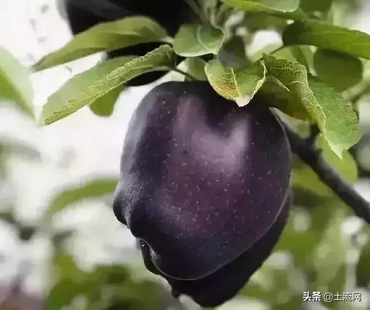 水果最新盈利模式,如何把低价水果销量上去并且赚钱