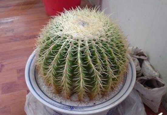 仙人球怎么扦插,仙人球扦插的方法与技巧