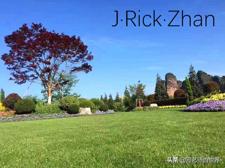 高尔夫果岭草坪家庭院子种植,麦冬草坪种植方法和注意事项