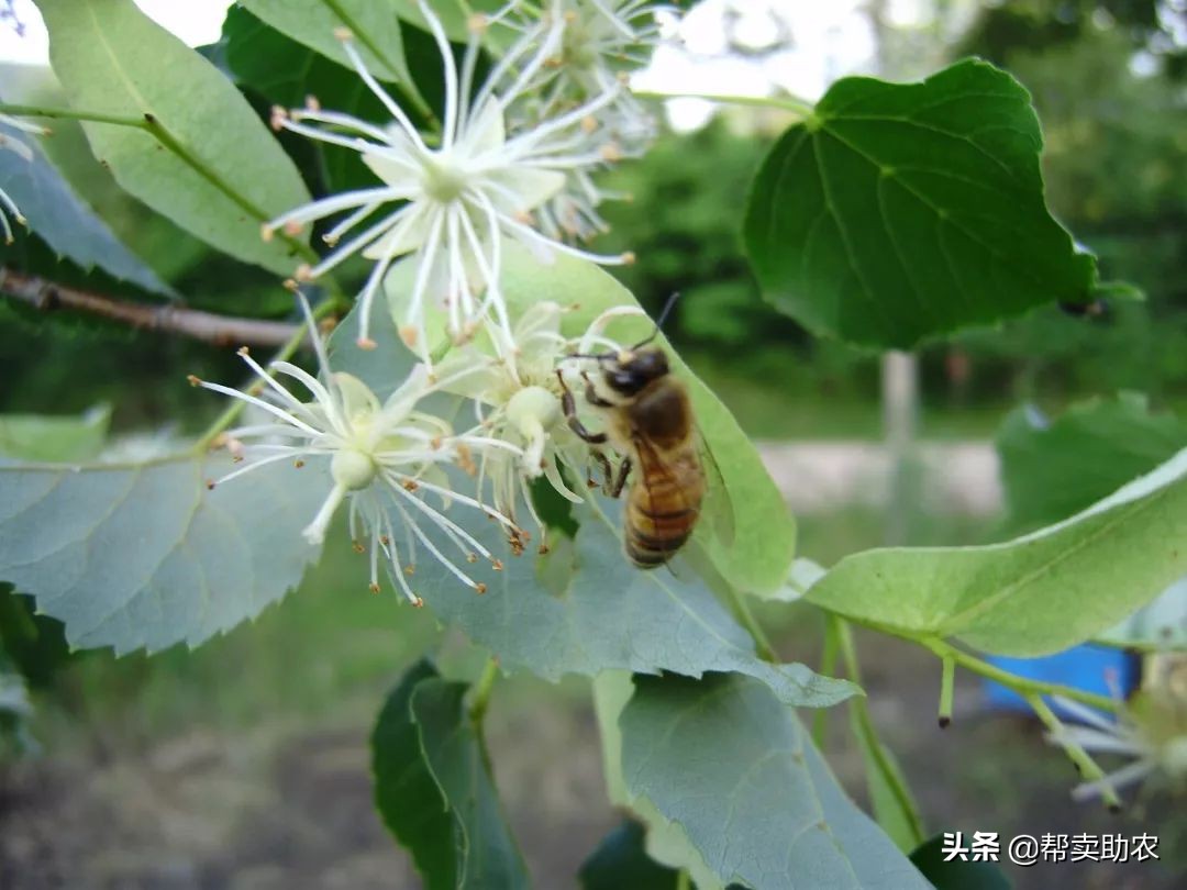 乾隆皇帝宠爱女人,乾隆皇帝独宠如意