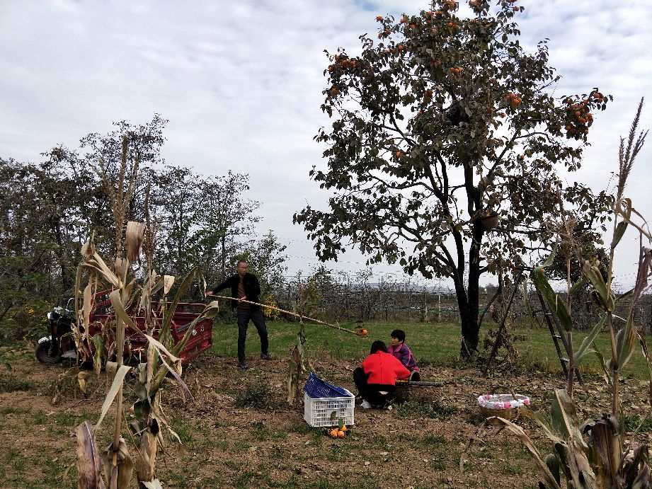 采摘柿子过程,柿子采摘方法介绍