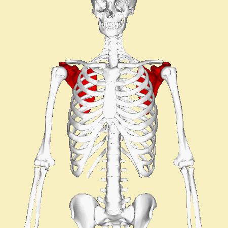 蝴蝶骨中间脊椎有凸起,翼状肩胛为何要加强菱形肌
