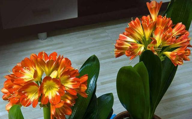 君子兰籽出芽后怎么养护,君子兰结种子期间怎么养护