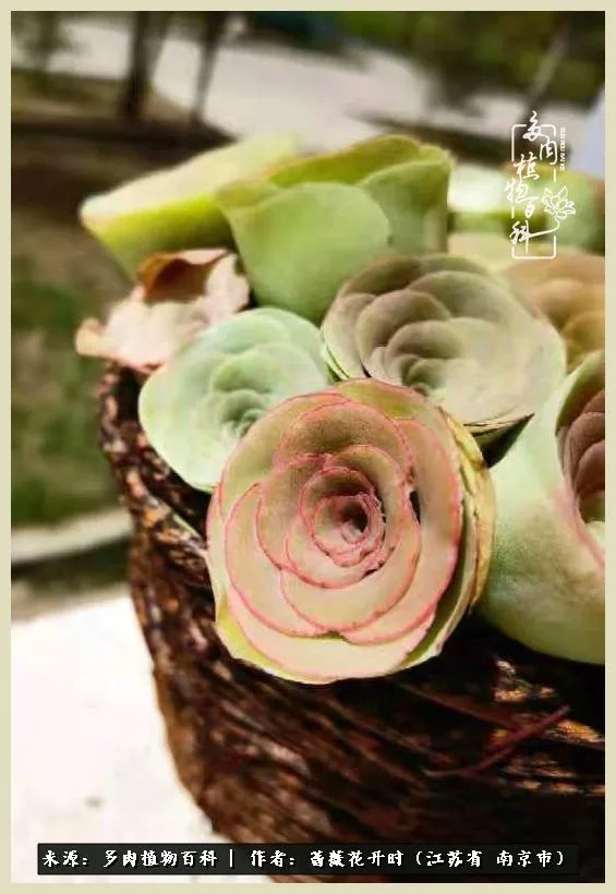 又见颜的妩媚，色的诱惑！这些山地玫瑰礼盒惊艳了眼眸