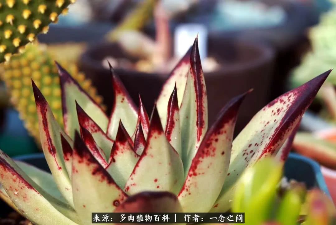 多肉牛群里的“七福神”（下）：男神篇！