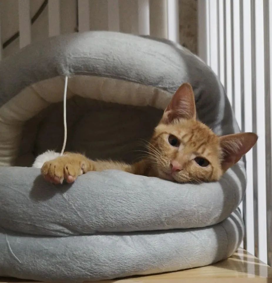 三明铲屎官,铲屎官注意有些养狗行为将被处罚