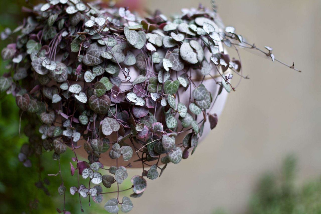 适合养瀑布的多肉,多肉悬崖瀑布怎么养