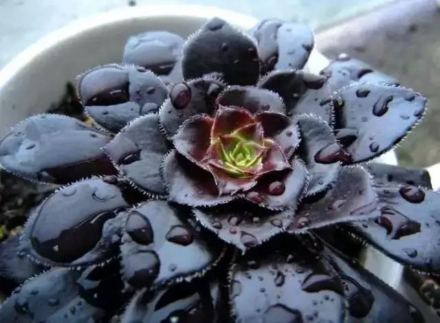 多肉早安图片大全,多肉大全100图