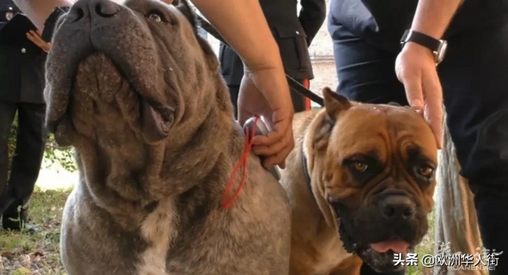 为了卖价剪短幼犬耳朵尾巴！意大利抓获一大型犬类*私走**团伙