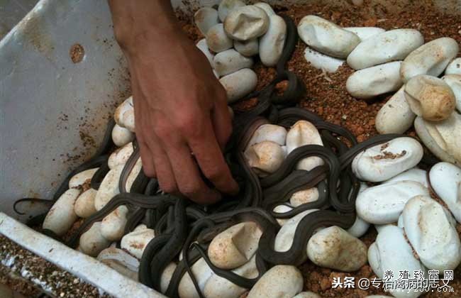 养殖简易大棚搭建成本多少钱一亩,养殖大棚如何节约成本