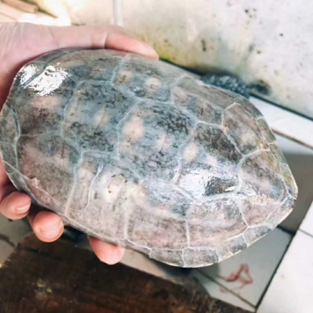 自制龟苓膏常温可以放多久,自制龟苓膏不凝固是什么原因