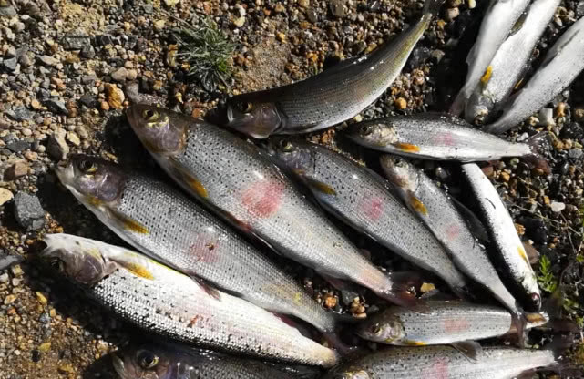 阿勒泰地区,追寻这种冷水溪流中的精灵“花翅子”现在已经禁钓