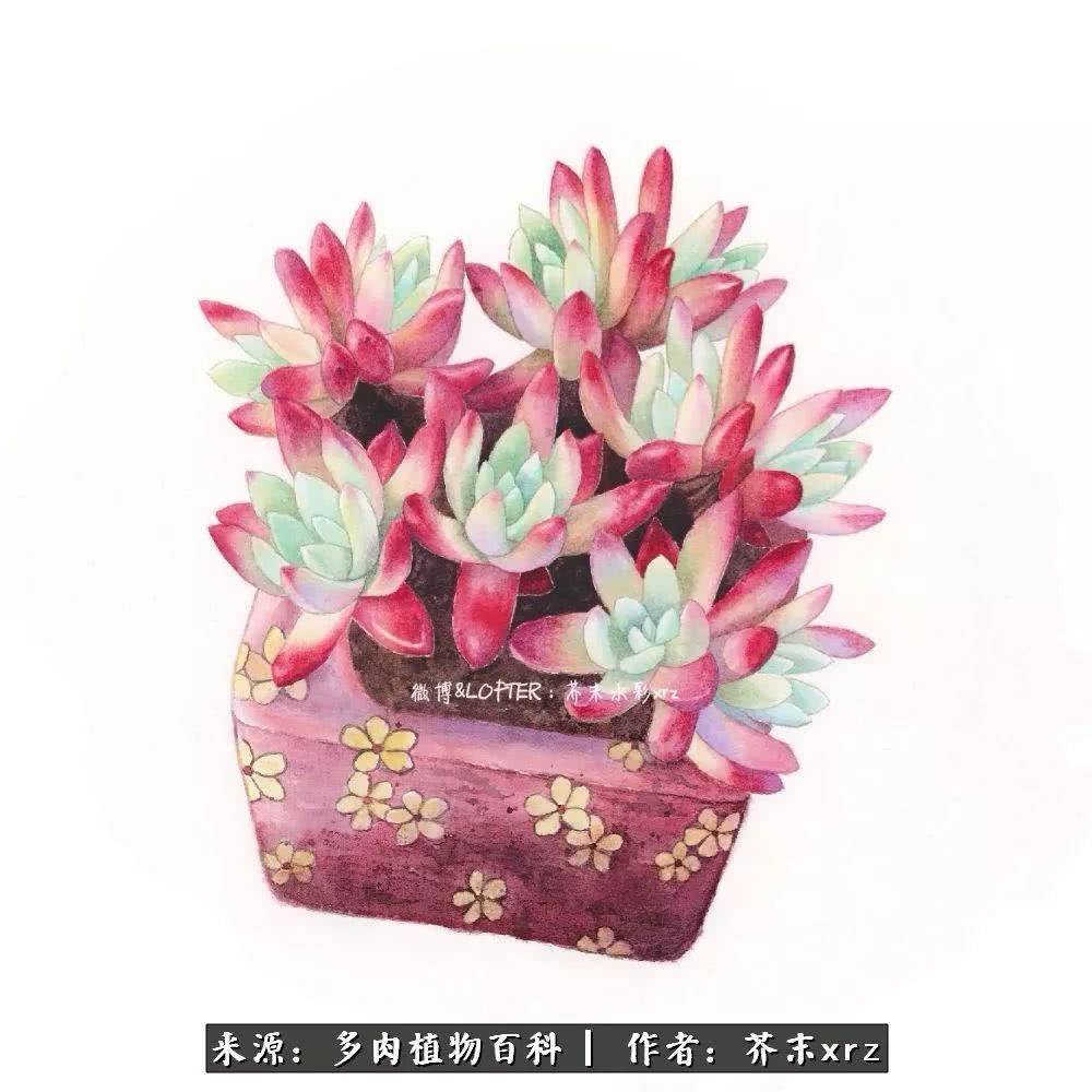 那个爱画多肉的小姑娘带着她的心头肉又来啦!