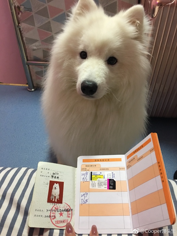 社区办理狗证需要什么手续,办狗证工作好吗