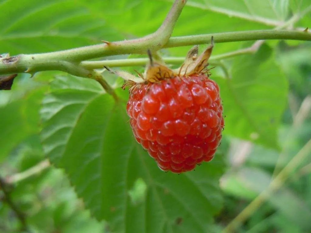 回忆杀里的家乡美食,回忆杀8090的青春