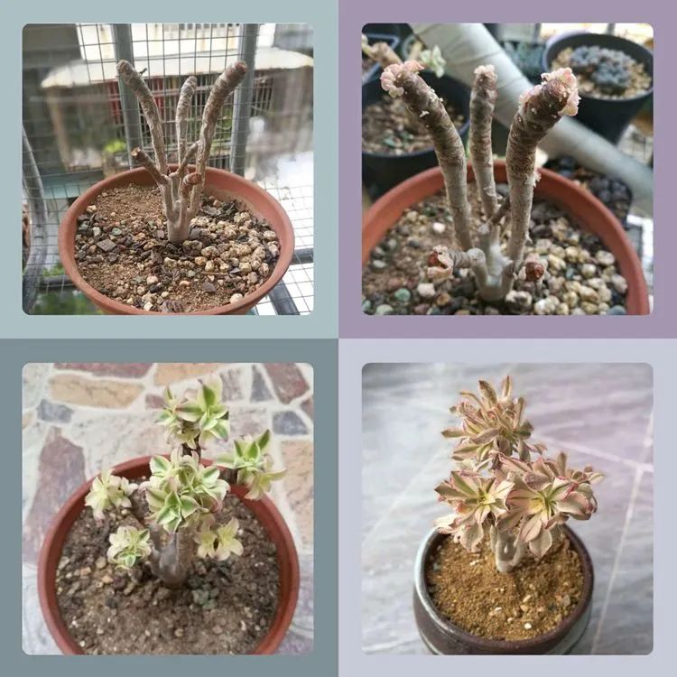 适合从小养到大的多肉,由小到大由浅入深