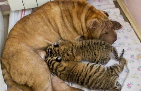 哺乳期有什么忌口的食物列表,哺乳期防胀气忌口的食物大全