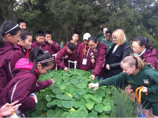 南京市金陵小学简介,南京市金陵小学多少个班