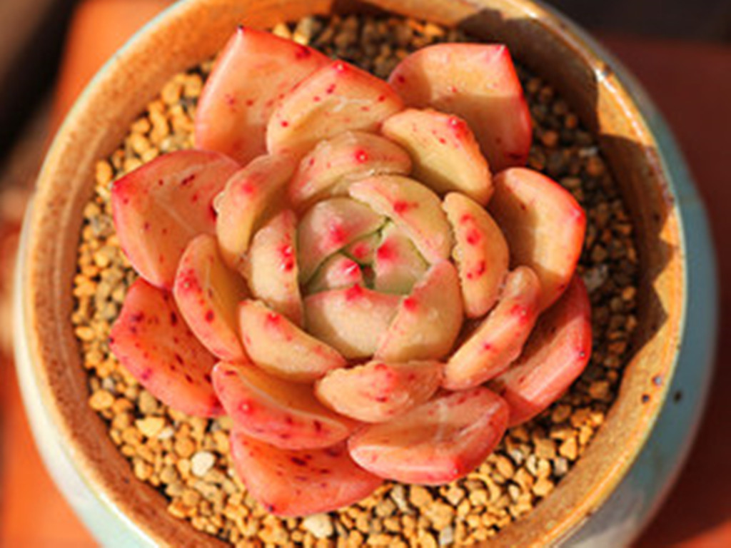 多肉怎么养着就变绿色了,多肉为何从红变绿了