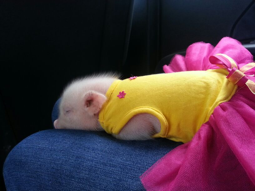 灏忛鐚櫤鍟嗙◣,灏忛鐚槸鏅哄晢绋庡悧