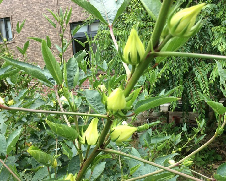 养花知识洛神花,洛神用什么盆栽好看