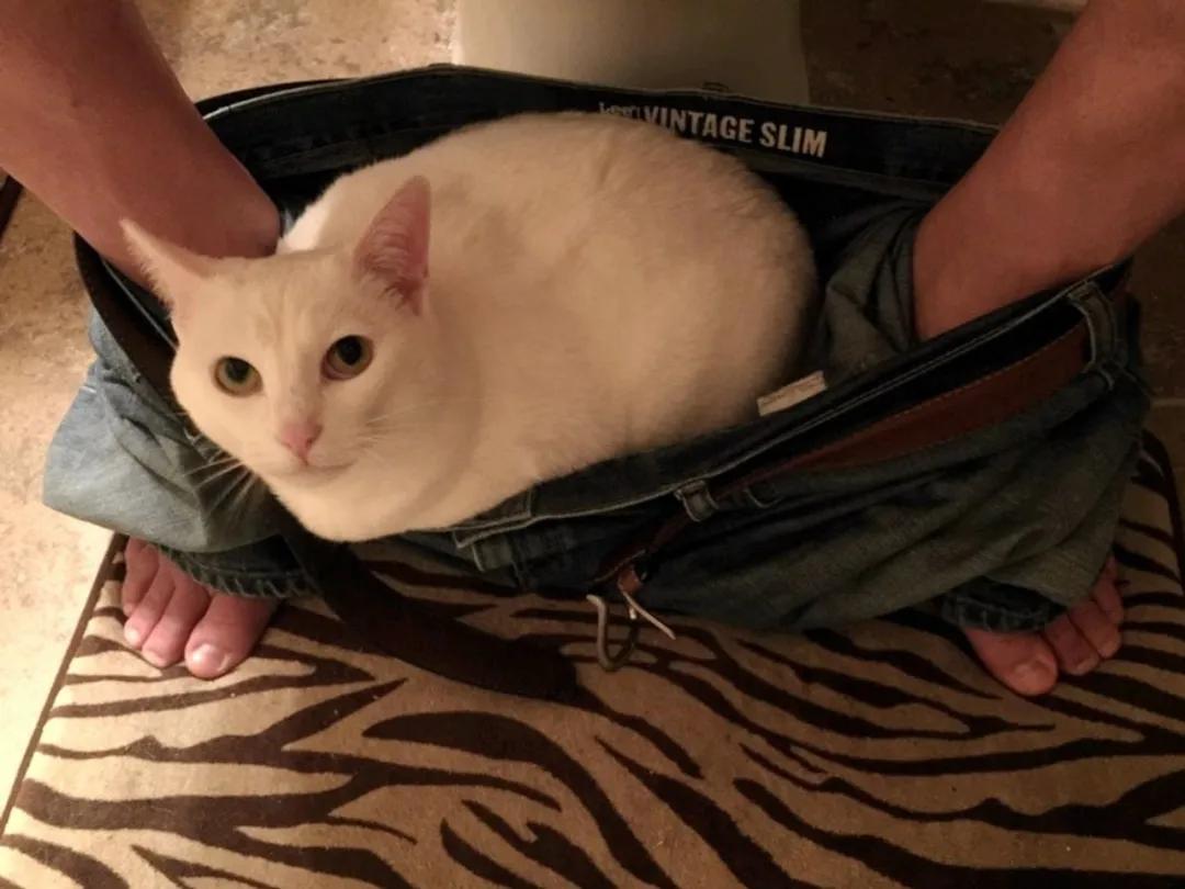 被救助的猫咪小胖胖,猫咪被罐头盒困了