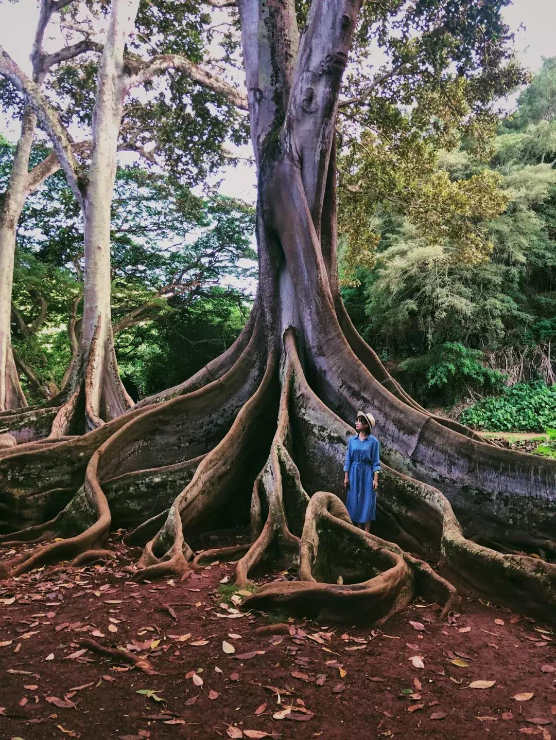 在吸引村上春树买房养老的海岛呆3天，马代帕劳在我心里降到第二
