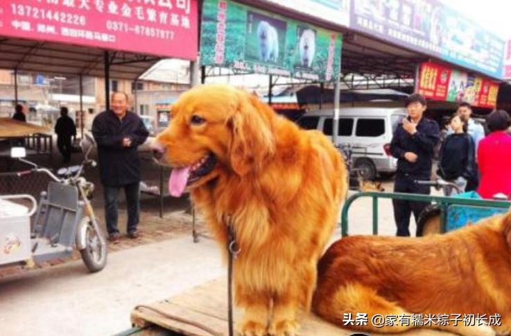 想购买猫咪在哪里购买比较好,购买猫咪一般在网上哪里卖