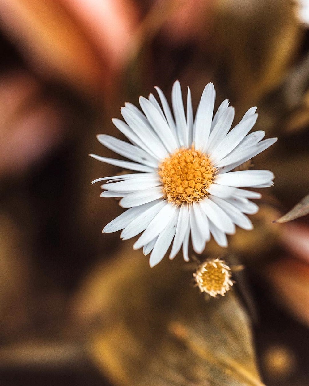 微距拍摄需要的器材,小成本视频摄影