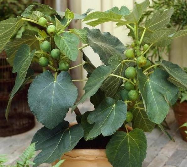 植物修剪的方法和技术要点,长寿花怎么修剪株型好看图片