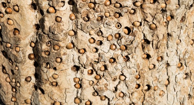 密集恐惧症是一种病,怎么克服强迫症和密集恐惧症