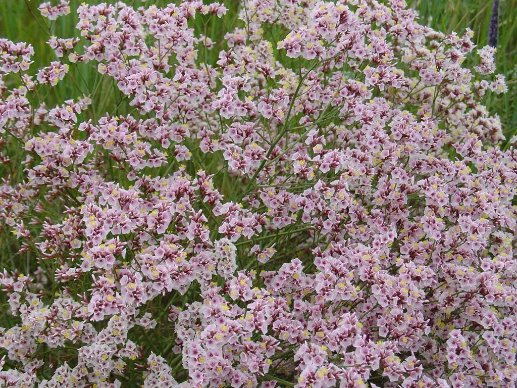 鲜花插花技巧专业术语,插花常见鲜花名称大全