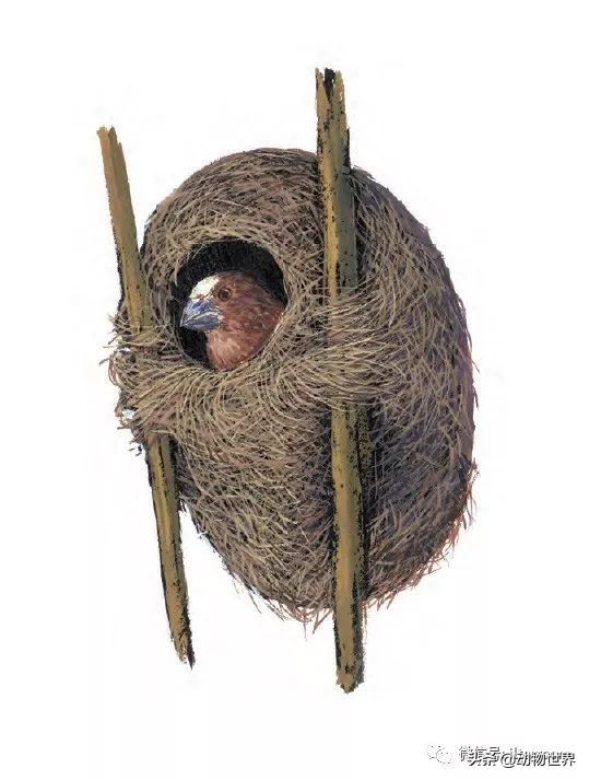 手绘动物地图,探索大自然手绘画