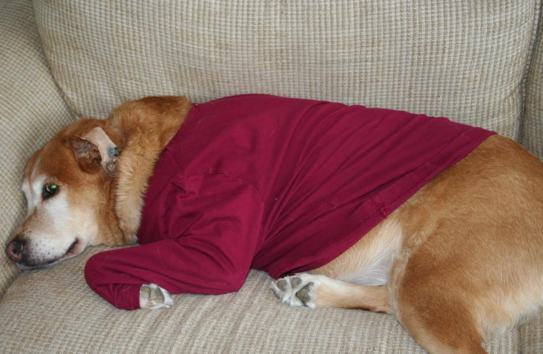 狗耳血肿手术,狗耳血肿手术费用