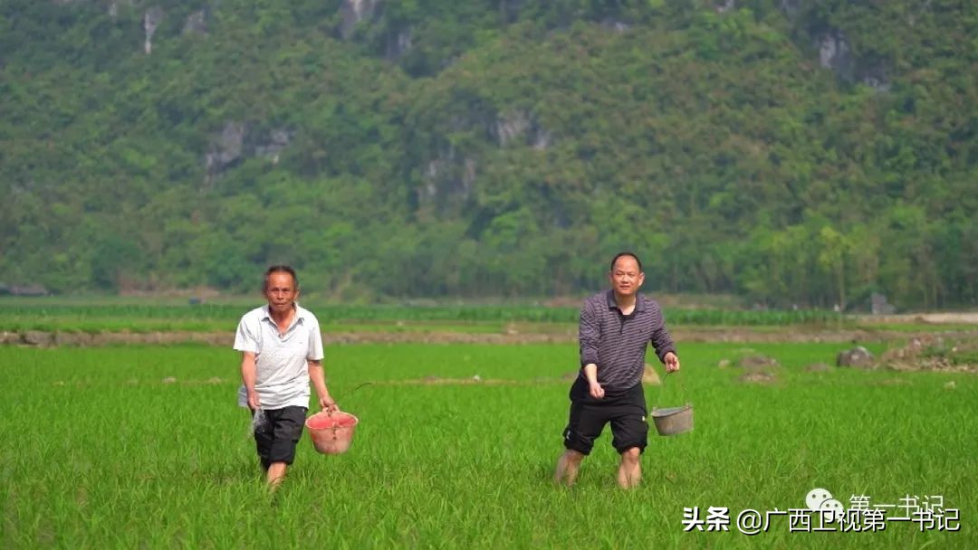 广西天等指天椒出名,广西天等指天辣椒种植
