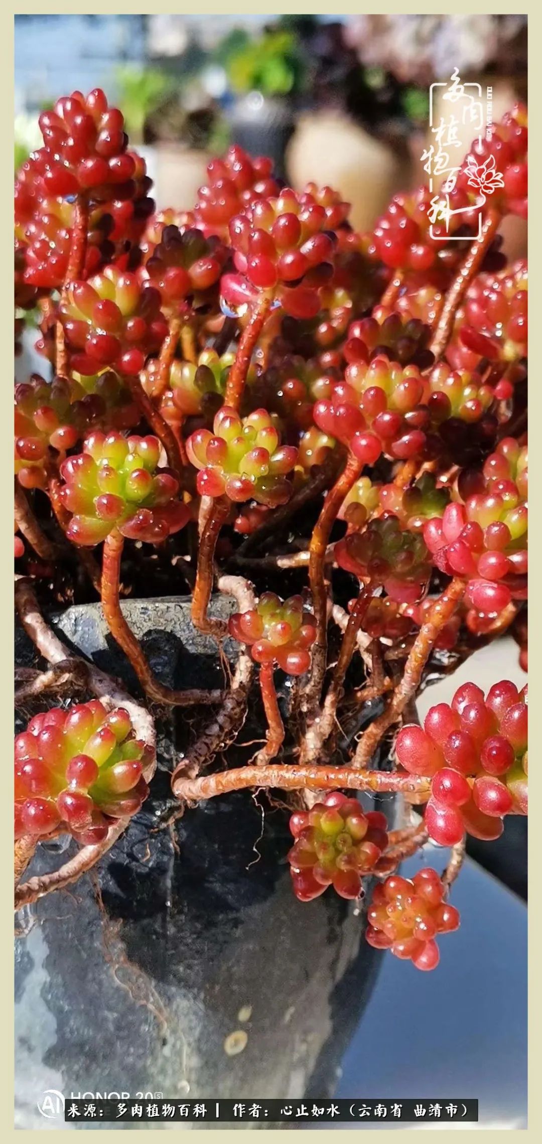 景德镇精品拇指多肉盆,轻奢多肉拇指盆3.5