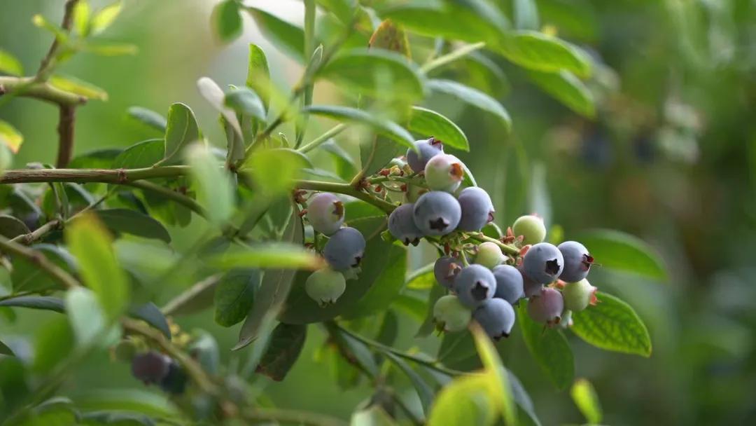 “莓”你不行！这里的“水果皇后”熟啦