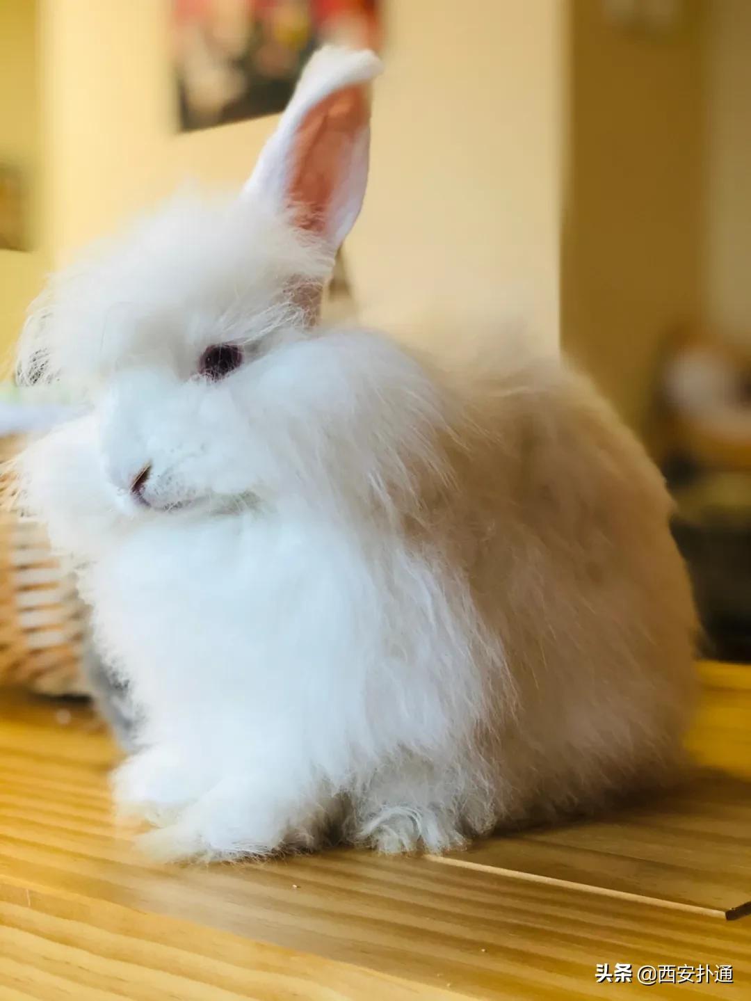 西安撸兔店,西安撸兔体验馆团购