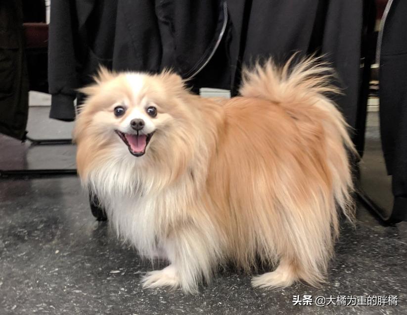 如何宠爱博美,博美要怎么教才听话