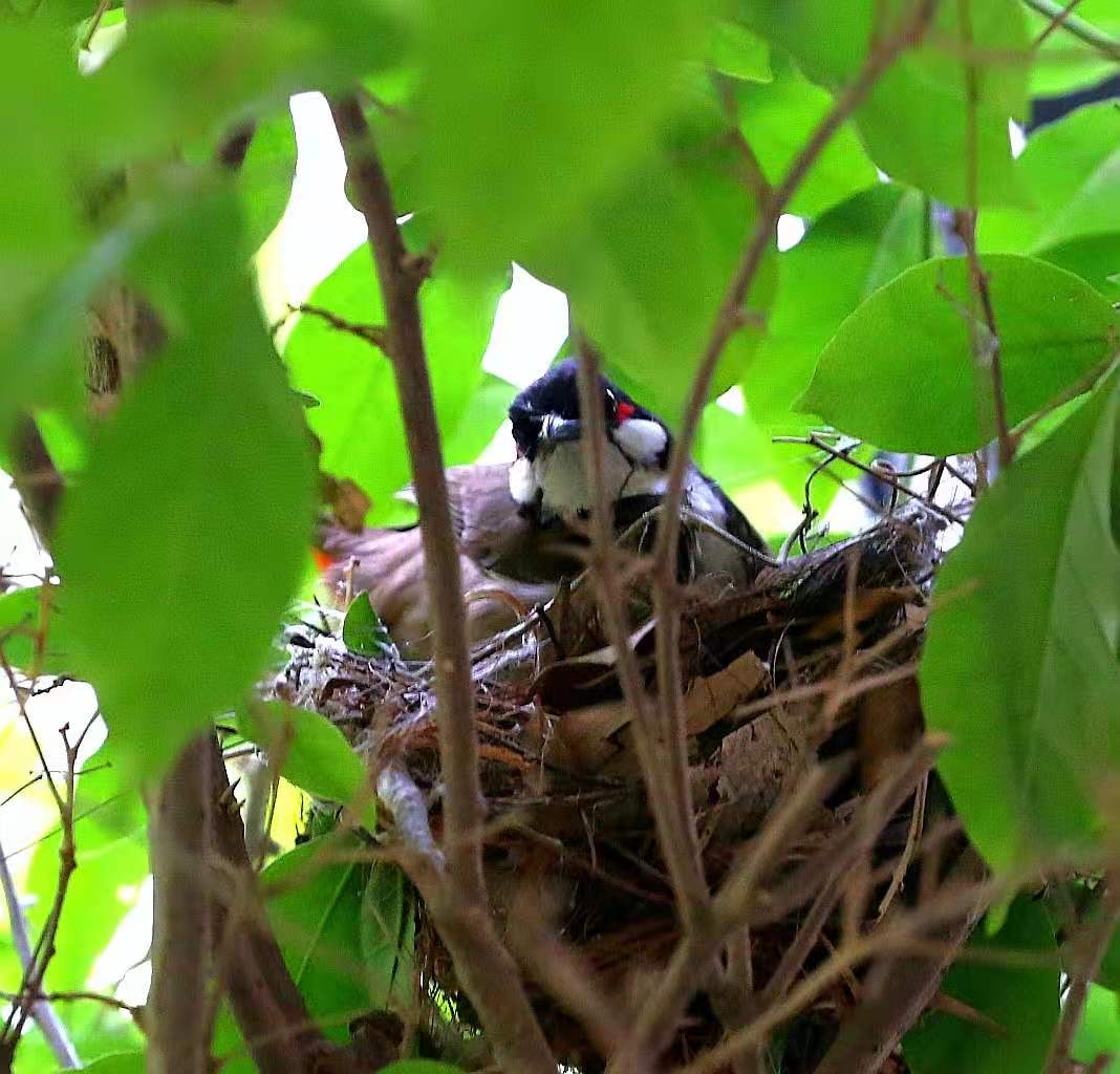 景美人善！我红耳鹎成都“安家”日常曝光