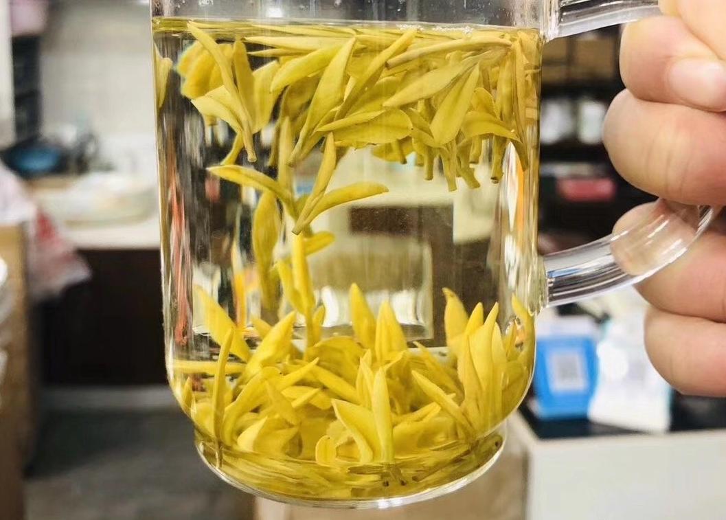 黄金芽好还是黄金叶好,黄金芽和黄金叶的区别的视频