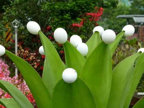 奇花异草图片,奇花异草的赞美句子